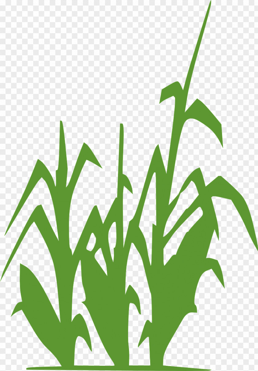 Corn Silhouette Maize Drawing Clip Art PNG