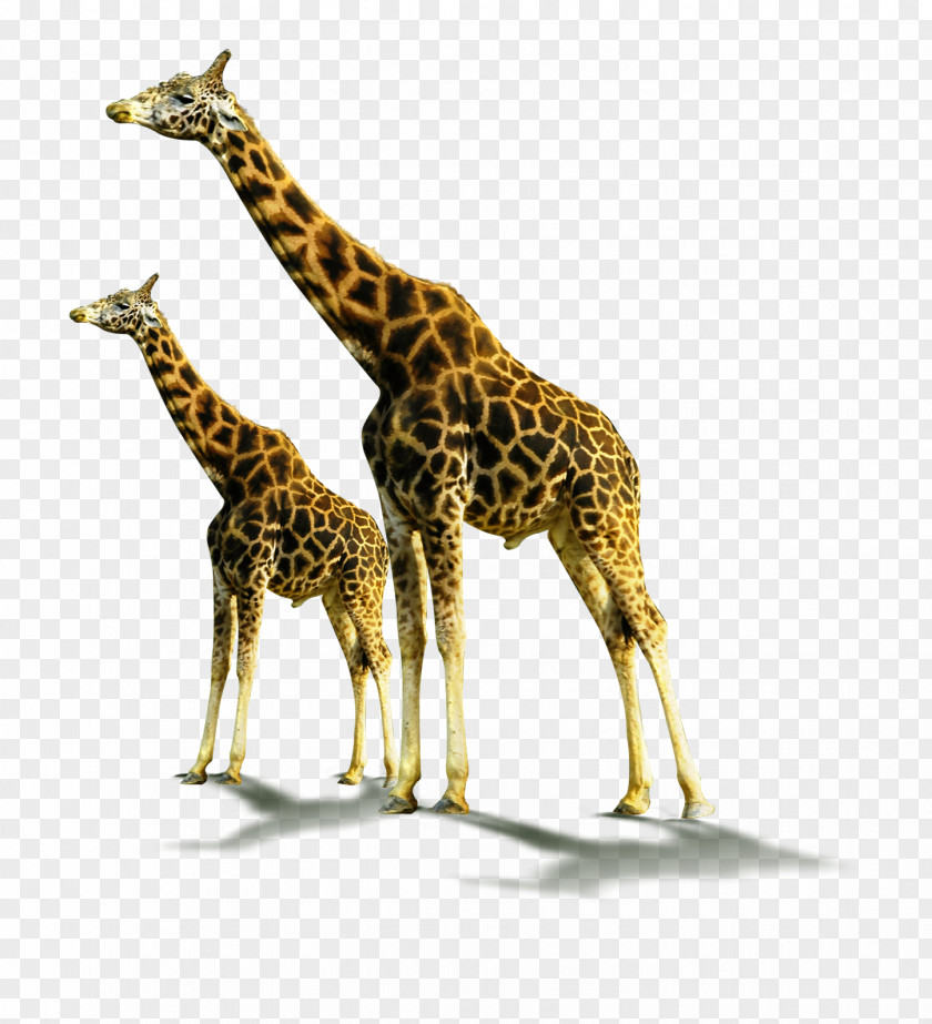 Giraffe Northern Soil Horizon Animal PNG