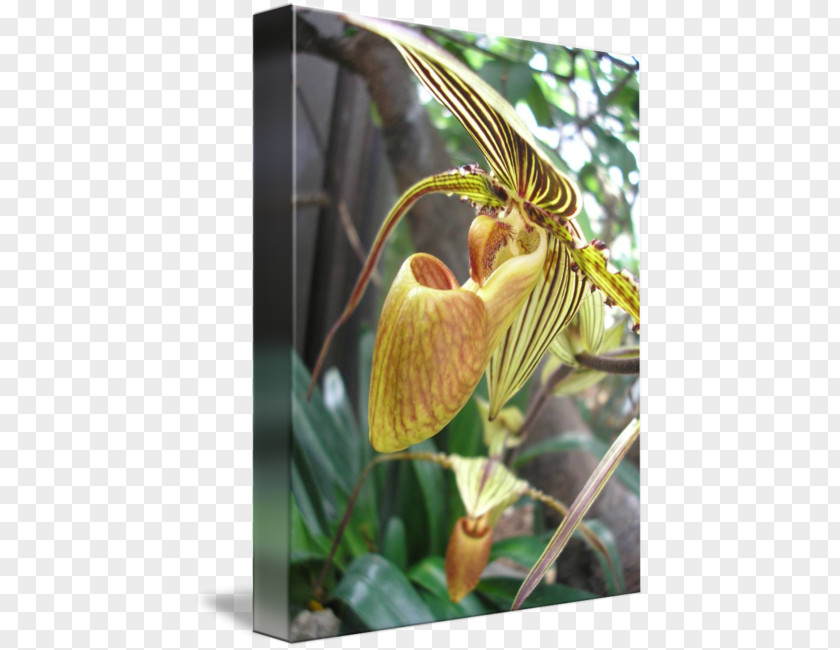 Tiger Stripes Flowering Plant Stem PNG