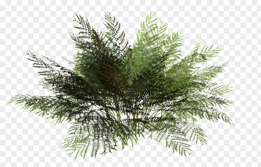 Tree Drawing Architecture Shrub Image PNG