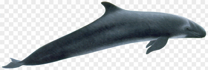 Whale Common Bottlenose Dolphin Rough-toothed Tucuxi Wholphin Porpoise PNG