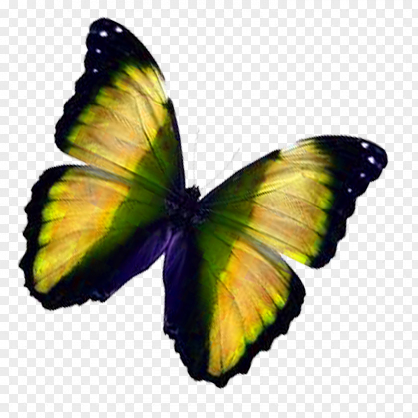 Butterfly Monarch PNG