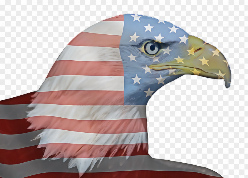 Falconiformes Hawk Veterans Day United States PNG