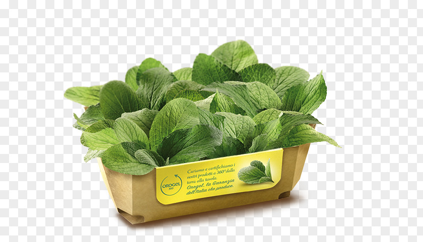 Italy Borage Romaine Lettuce Ravioli Italian Cuisine Ingredient PNG