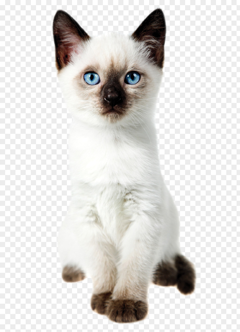 Kitten Siamese Cat Thai Balinese Ragdoll PNG