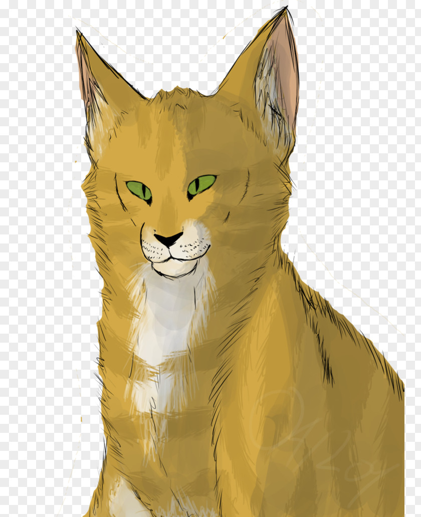 Kitten Whiskers Wildcat Red Fox PNG