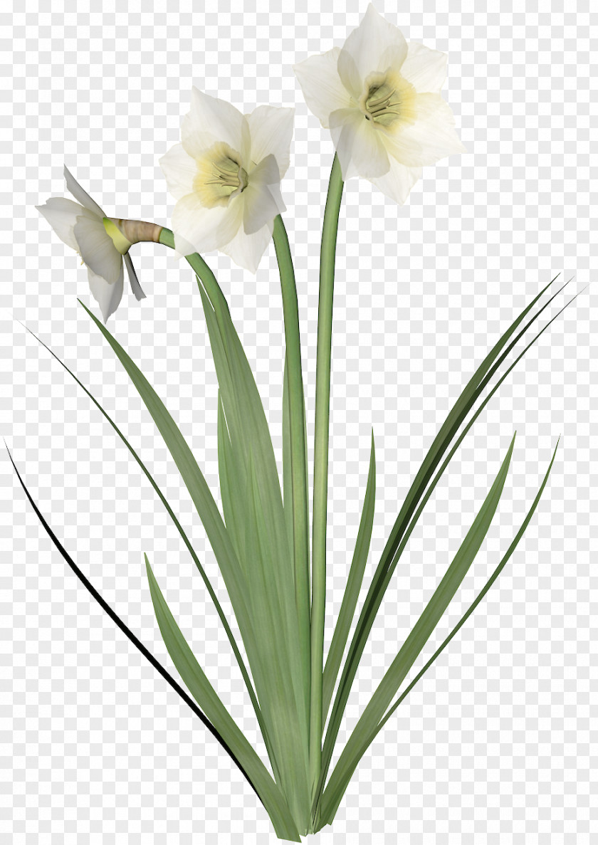 Amaryllis Jersey Lily Cut Flowers Flowerpot Plant Stem PNG