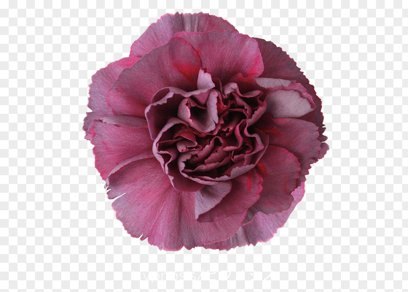 CARNATION Carnation Cut Flowers Pink Violet PNG