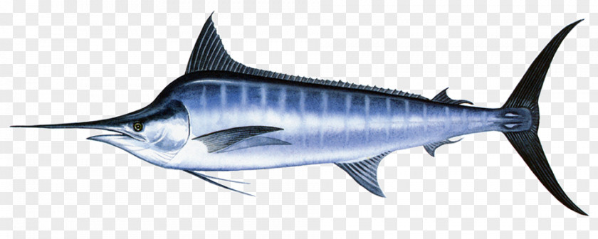 Dried Shrimp Swordfish Thunnus Black Marlin Atlantic Blue Yellowfin Tuna PNG