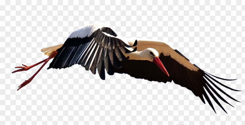 Flying Stork Beak Feather PNG