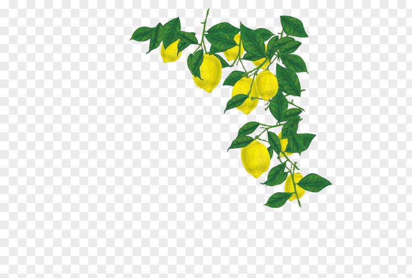 Fruit Decorative Edge Juice Lemon Clip Art PNG