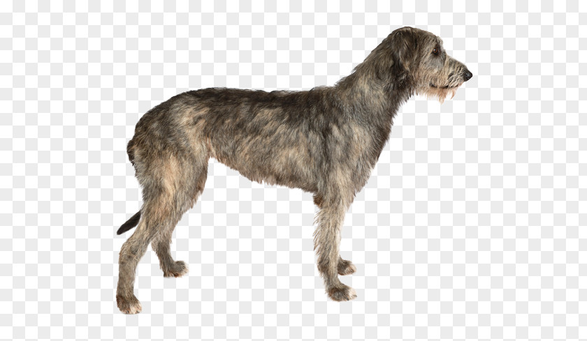 Irish Wolfhound Stock Photography Dog Breed Purebred PNG