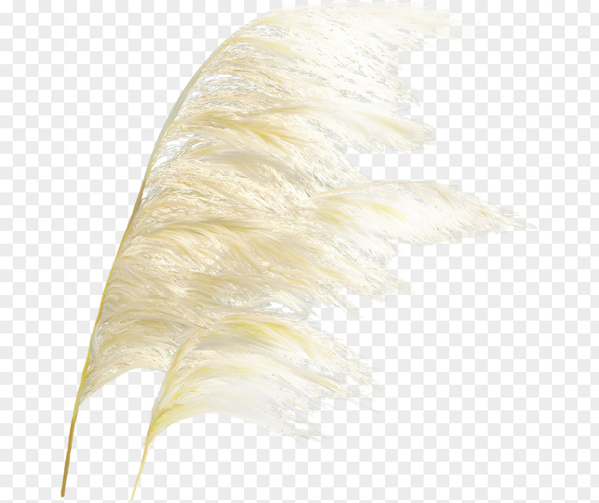 Reed Grass Icon PNG