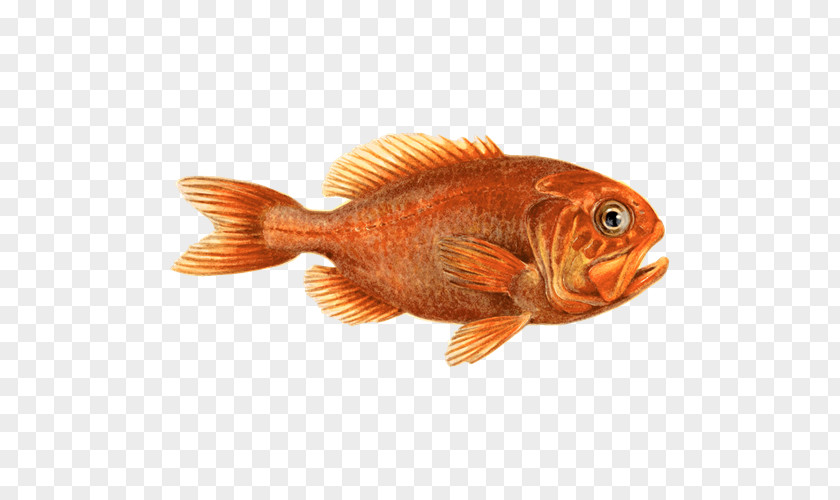 Shell Fish Northern Red Snapper Orange Roughy Seafood Watch PNG