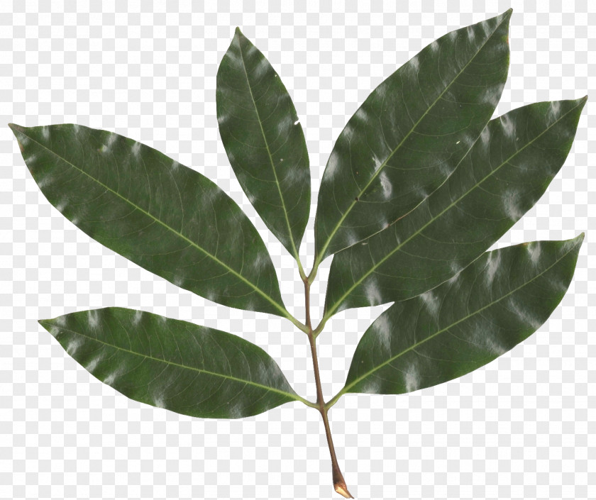 Vector Leaf Sapindaceae Lychee Fruit Tree PNG