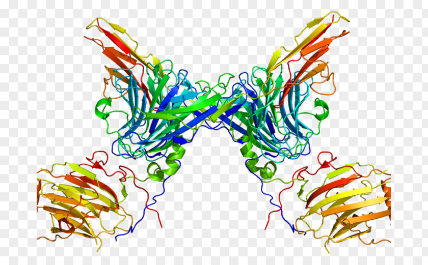 Enantiornithes AXL Receptor Tyrosine Kinase Protein PNG
