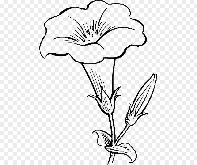 Flower Drawing Coloring Book Tulip Clip Art PNG