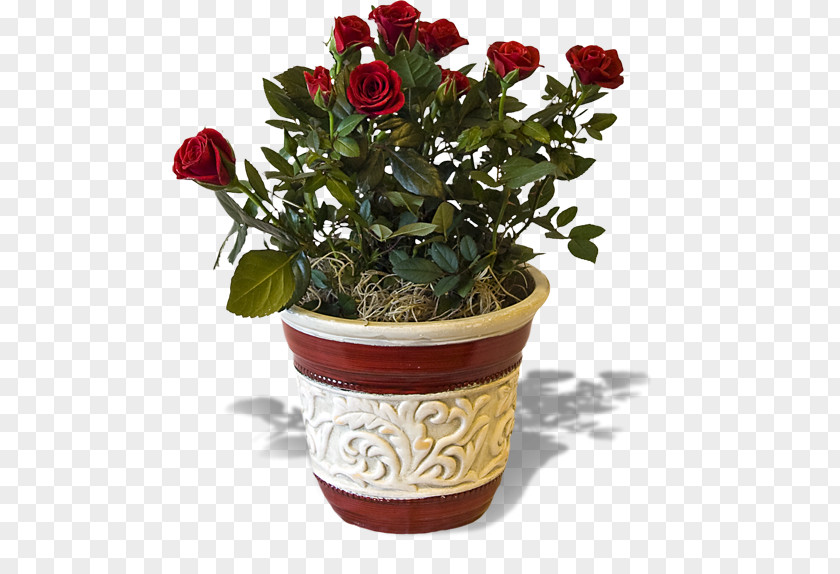 Flowers Shading Soria Eventi Garden Roses Flower Plant PNG
