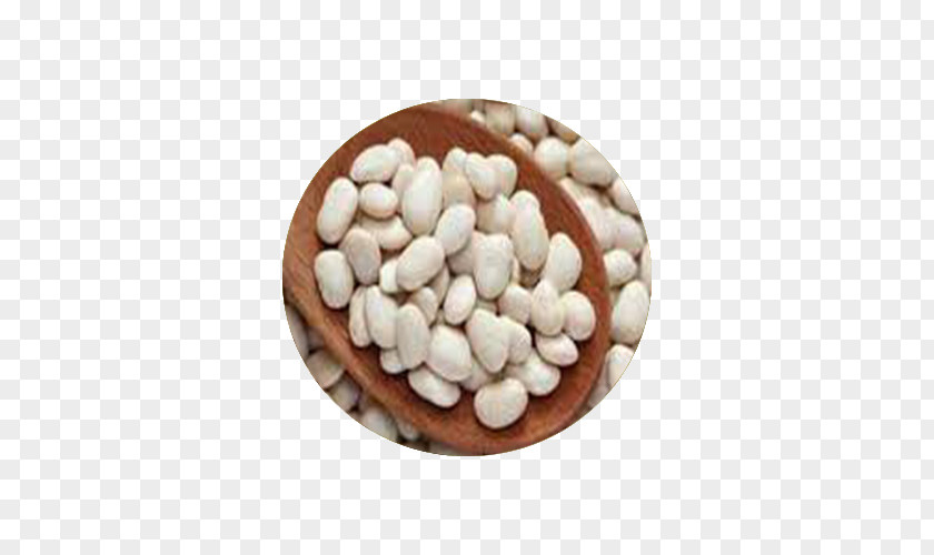 Kidney Beans Lima Bean Navy Legume PNG