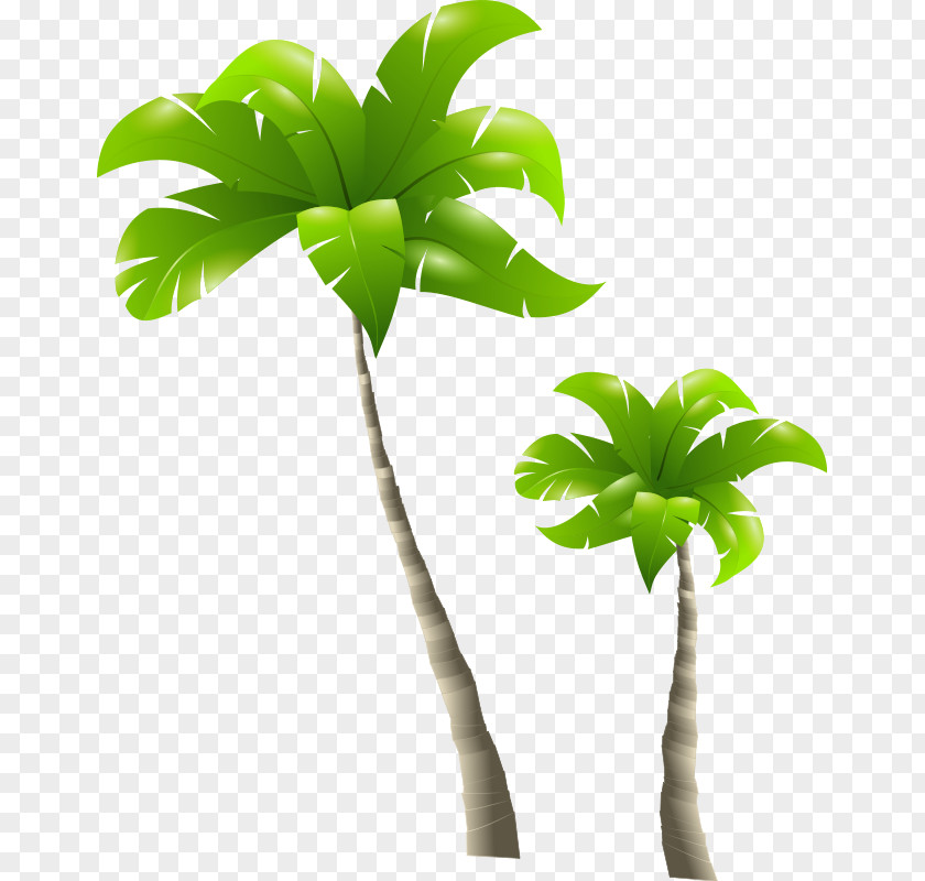 Palm Tree Arecaceae Clip Art PNG