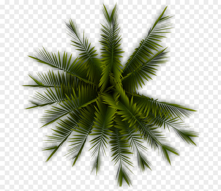 Palm Tree Arecaceae Plant Clip Art PNG