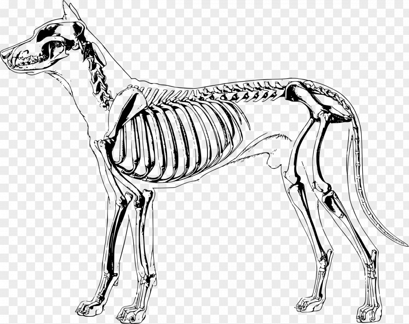 Skeleton Dog Anatomy Human PNG