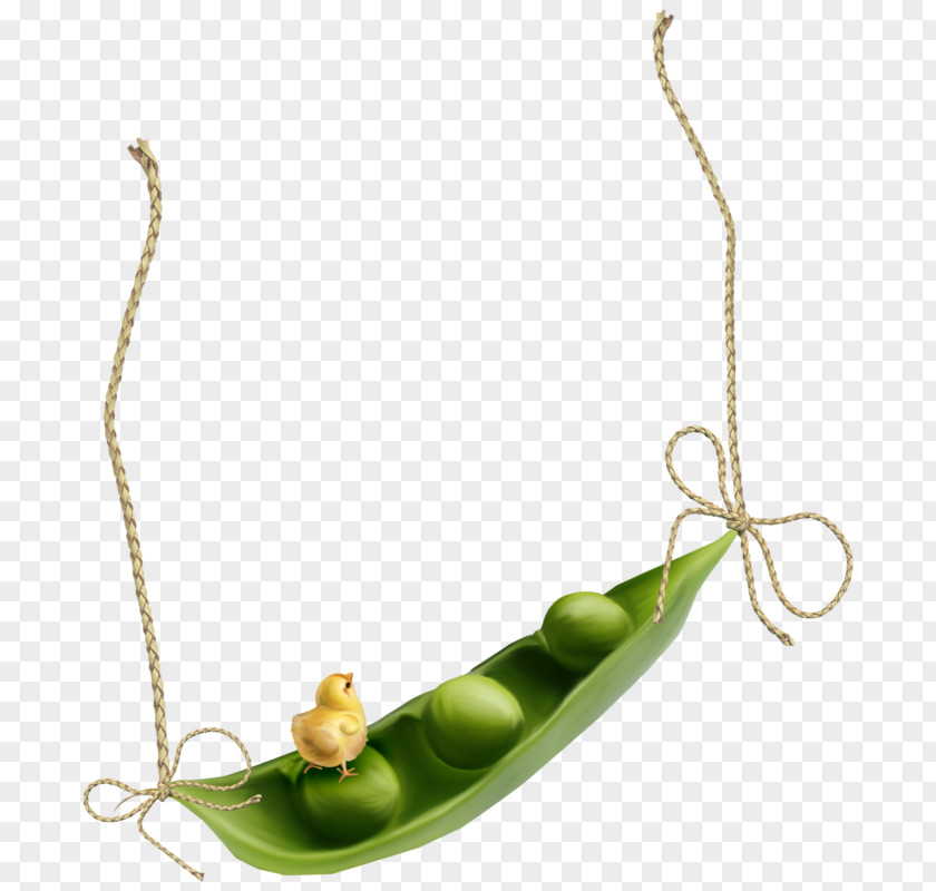 Snow Peas Sweet Pea Clip Art Image Picture Frames Green PNG