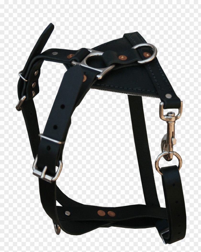 Belt PNG