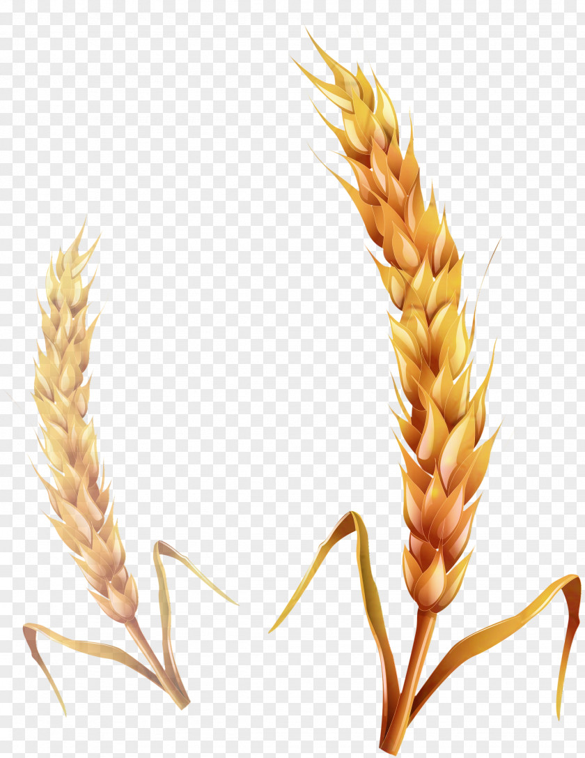 Cereal Clip Art Ear Common Wheat Caryopsis PNG