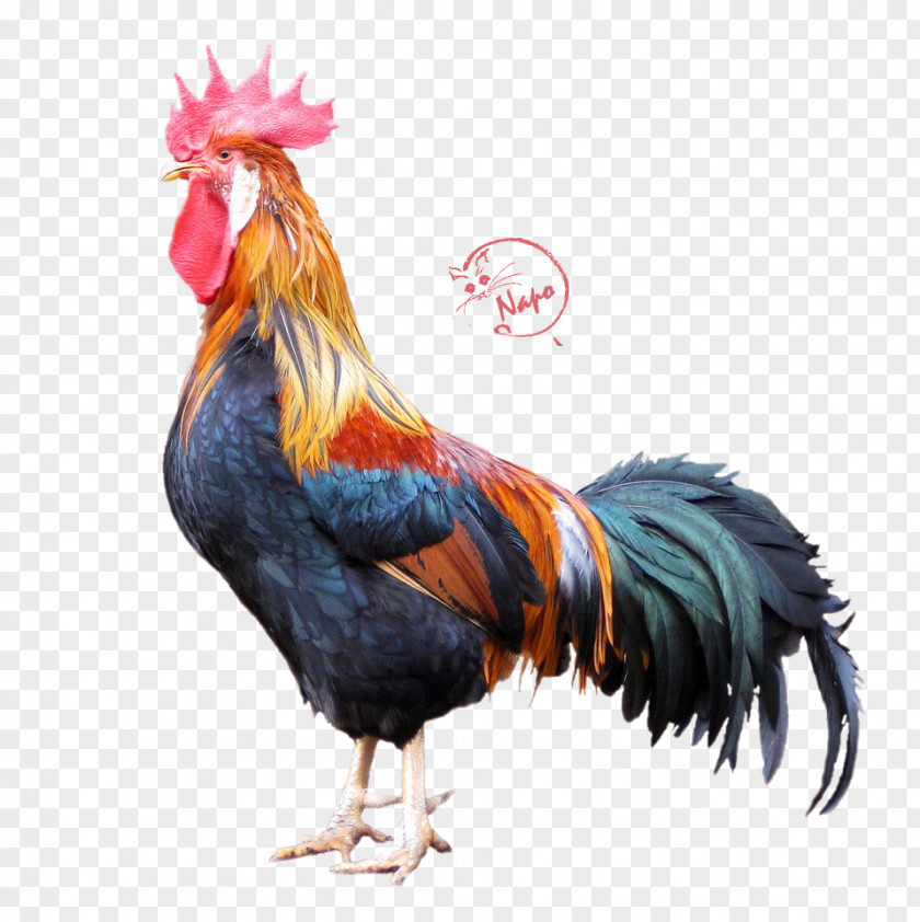 Coq Gallic Rooster Yokohama Chicken Modern Game Fowl Leghorn PNG