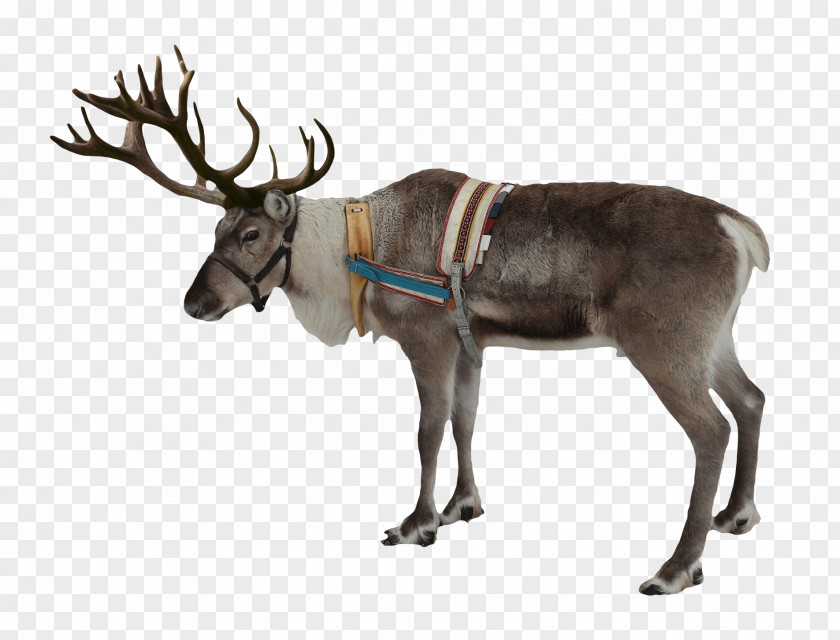Deers Rudolph Deer Santa Claus Clip Art PNG