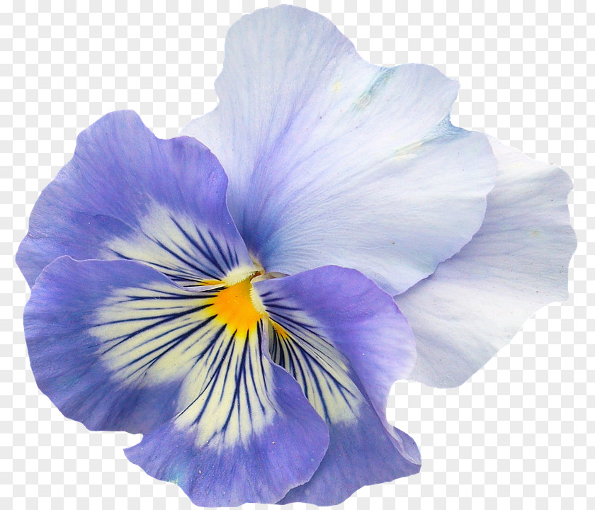 Flower Pansy Violet Image Petal PNG