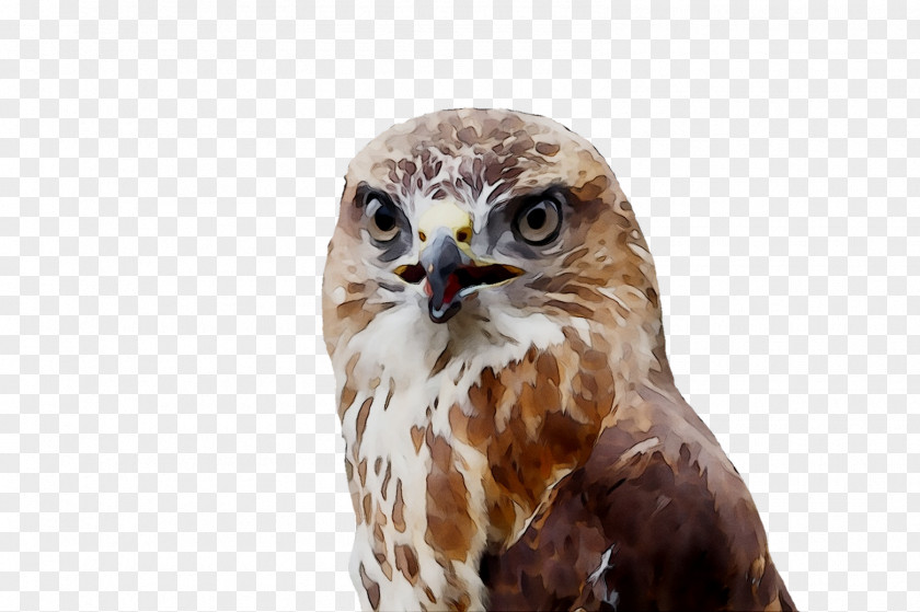 Owl Hawk Common Buzzard Fauna PNG
