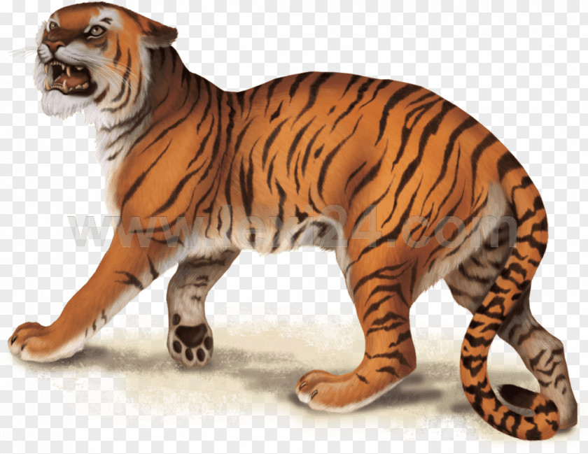 Tiger Big Cat Terrestrial Animal Wildlife PNG