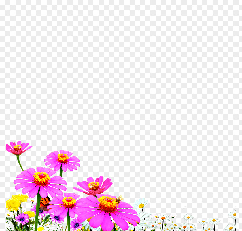 Chrysanthemum Flowers Wallpaper PNG