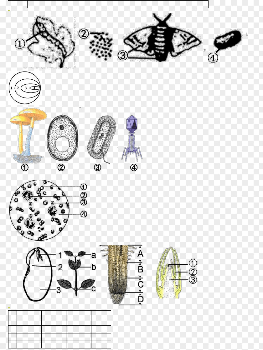 Dexpression Illustration Clip Art Point Product Design Angle PNG