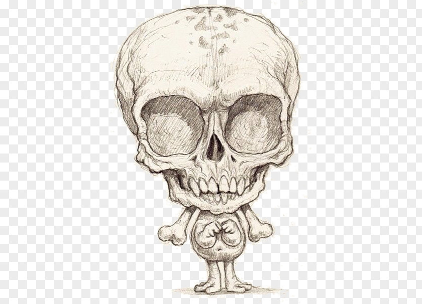 Skull Skeleton Jaw Sketch PNG