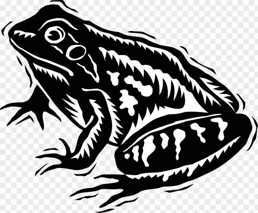 Amphibian Tree Frog Clip Art PNG
