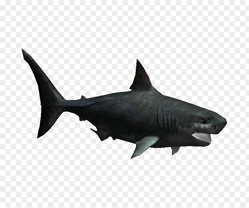 Sharks Megalodon Great White Shark Fish Zoo Tycoon 2 Chondrichthyes PNG