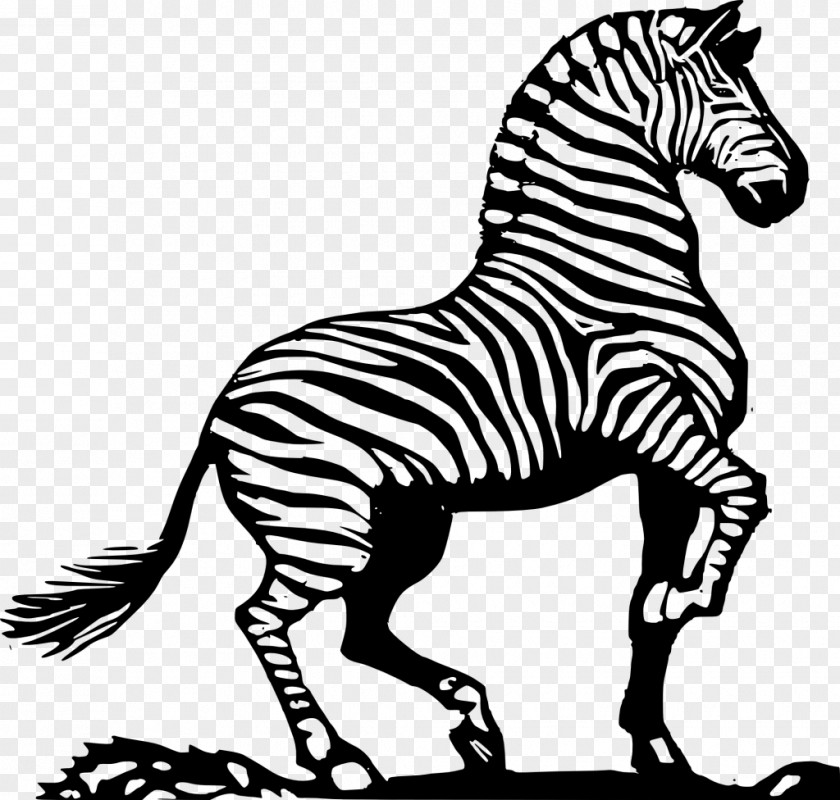 Zebra Drawing Clip Art PNG