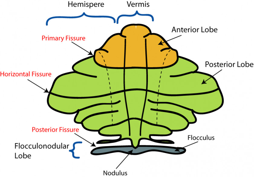 Free Anatomy Images Of The Cerebellum Brain Cerebral Cortex PNG