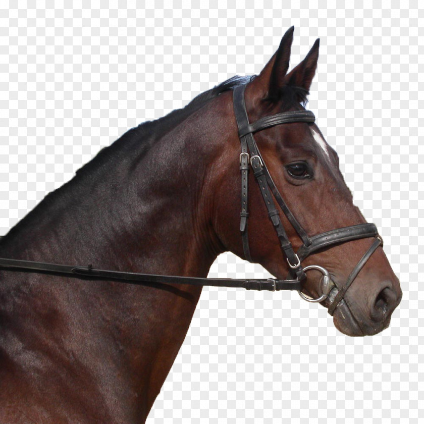 Mustang Andalusian Horse Thoroughbred Stallion Hippotherapy PNG