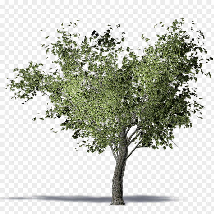 Olive Trees Twig American Elm Tree Computer-aided Design PNG