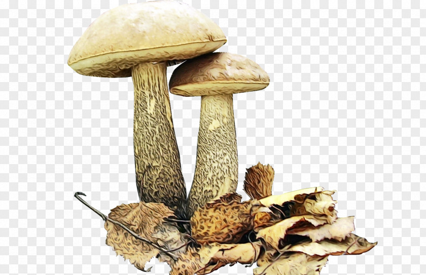Plant Oyster Mushroom Cartoon PNG