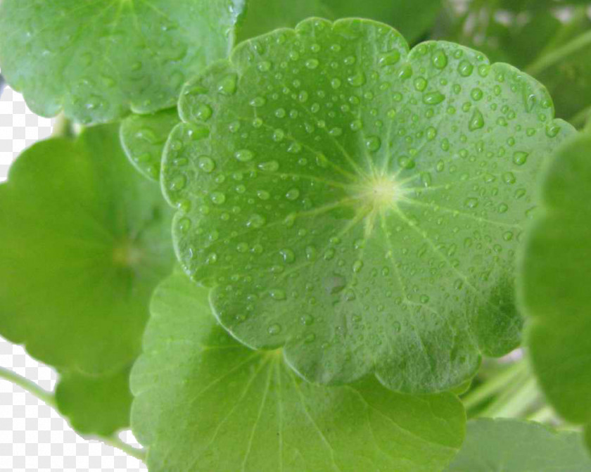 Rain Snow Centella Asiatica Planting Flowers Herbaceous Plant Leaf Groundcover PNG