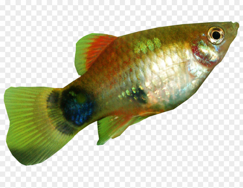 Aquarium Southern Platyfish Common Carp Green Swordtail PNG