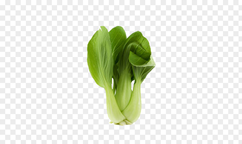 Bok Choy Clipart Chinese Cabbage Clip Art PNG