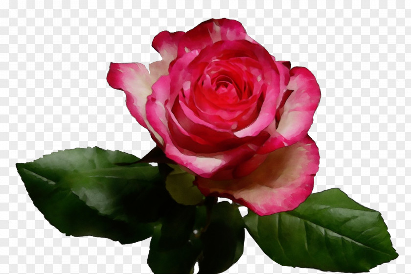 Garden Roses PNG