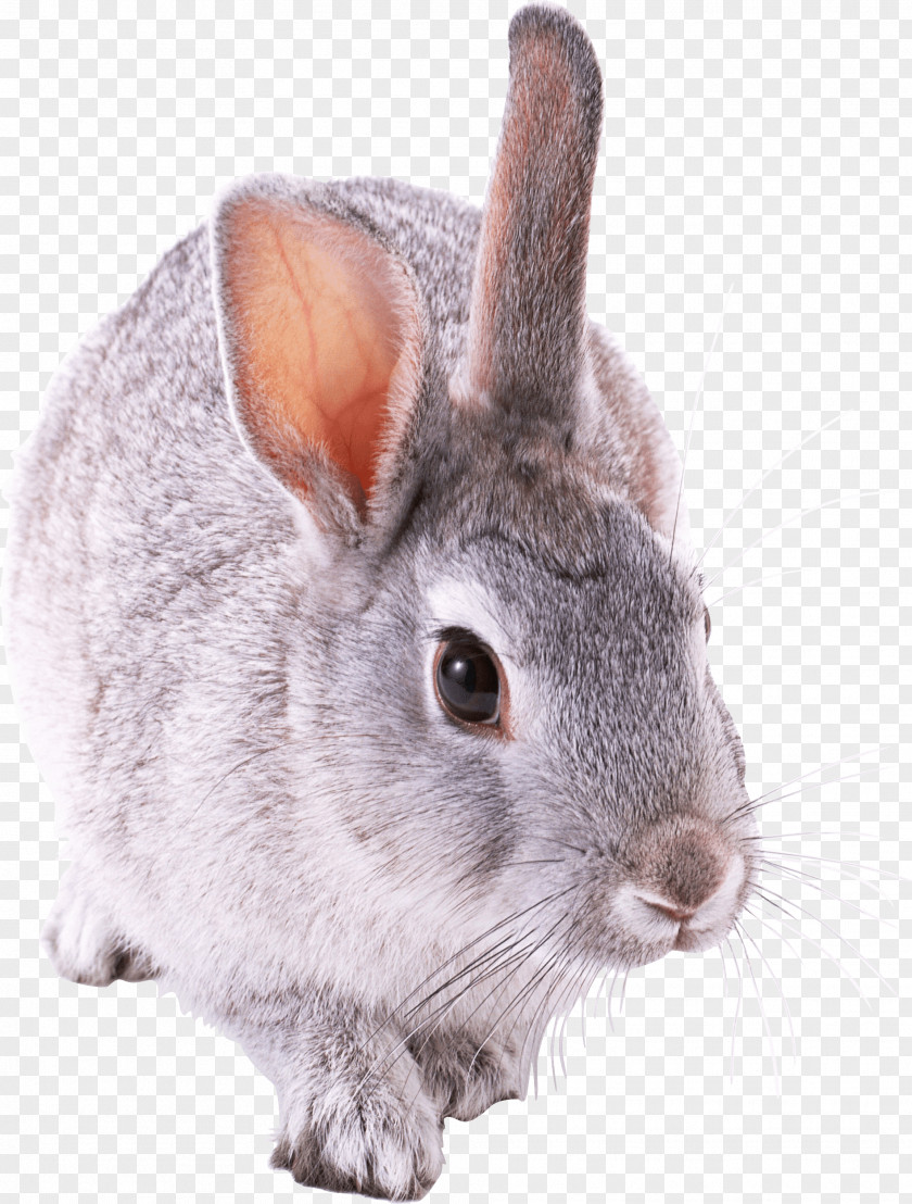 Small Cute Rabbit PNG Rabbit, gray rabbit clipart PNG