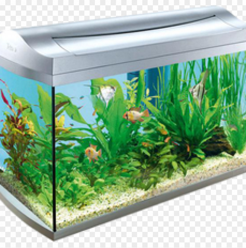 The Aquarium Filters Aquariums Goldfish Tropical Fish PNG
